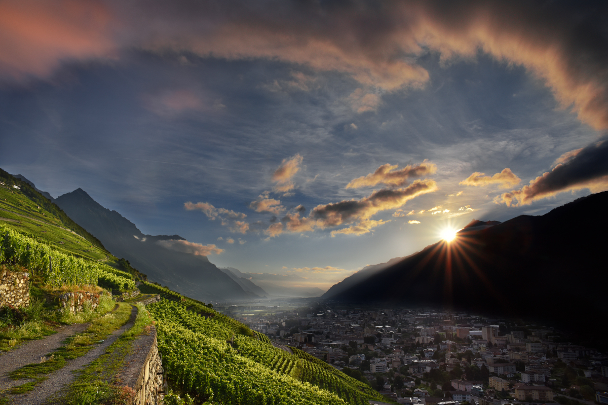 Rebberg Plan Cerisier